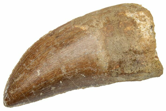 Serrated, Carcharodontosaurus Tooth - Real Dinosaur Tooth #225488